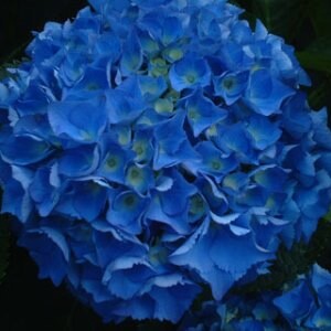 Hydrangeas