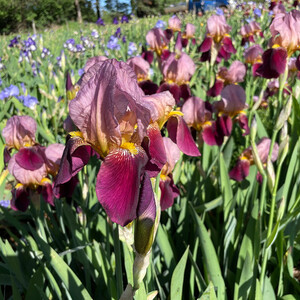 Bearded Iris
