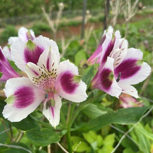 Alstroemerias