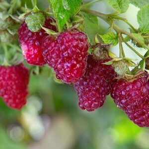Fruit & Berries