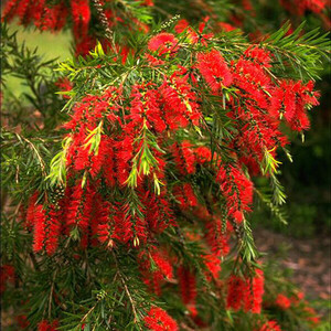 Trees & Shrubs