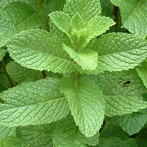 Herbs