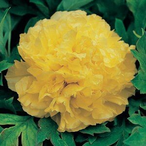 Peony