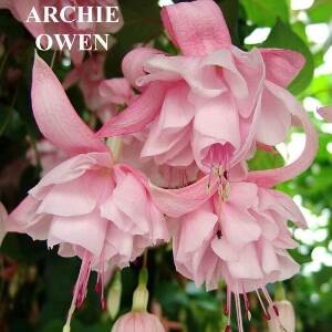 Fuchsias