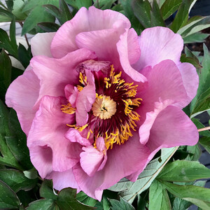 How to Plant & Maintain Itoh Peony