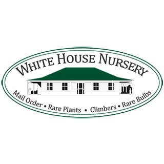 How to Plant & Maintain Itoh Peony