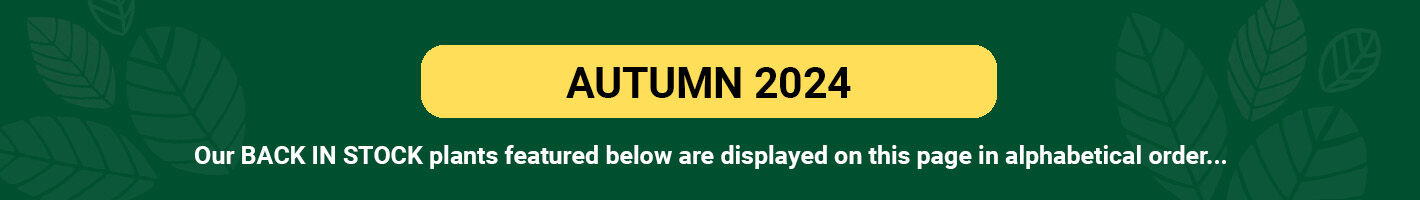 Back In Stock Autumn 2024 - White House Nursery