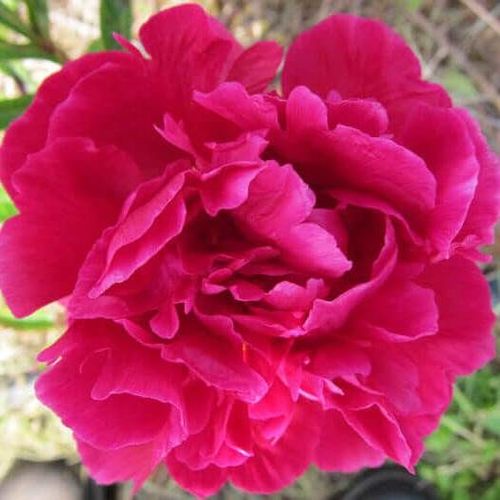 Herbaceous Peony