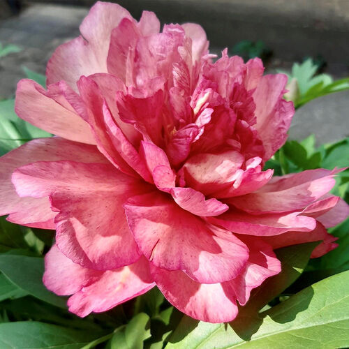 Itoh Peony - Whitehouse Nursery
