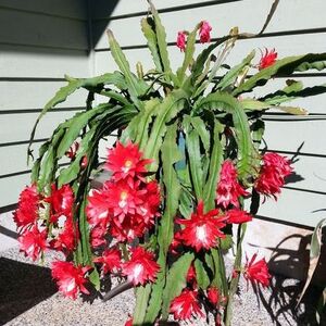 Epiphyllum - Orchid Lily Cactus