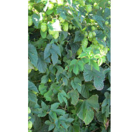 Humulus lupulus - Hops