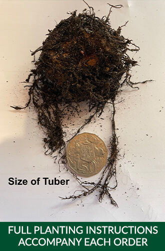 Tuberous Begonia Tubers