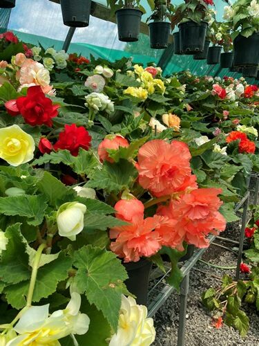 Whitehouse Nursery Tuberous Begonias