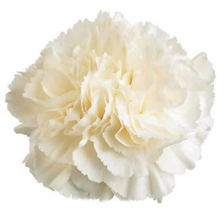 How to Plant Carnations