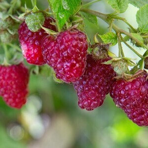 Fruits & Berries for Bees
