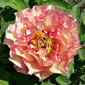 How to Plant and Grow Tree Peony