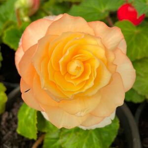 Whitehouse Nursery - Tuberous Begonia