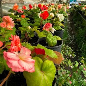 Whitehouse Nursery - Tuberous Begonia