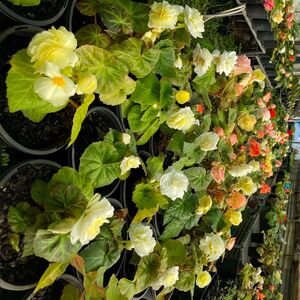 Whitehouse Nursery - Tuberous Begonia