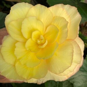 Whitehouse Nursery - Tuberous Begonia