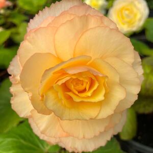 Whitehouse Nursery - Tuberous Begonia