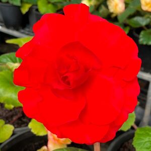 Whitehouse Nursery - Tuberous Begonia