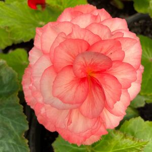 Whitehouse Nursery - Tuberous Begonia