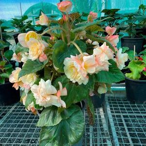 Whitehouse Nursery - Tuberous Begonia