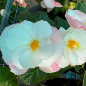 Whitehouse Nursery - Tuberous Begonia