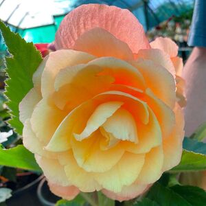 Whitehouse Nursery - Tuberous Begonia