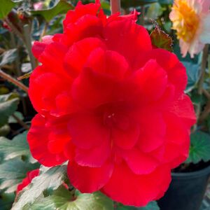 Whitehouse Nursery - Tuberous Begonia