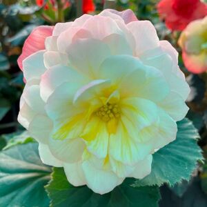 Whitehouse Nursery - Tuberous Begonia