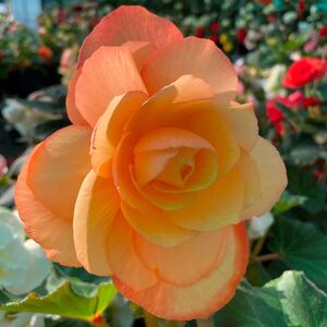 Whitehouse Nursery - Tuberous Begonia