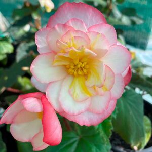 Whitehouse Nursery - Tuberous Begonia