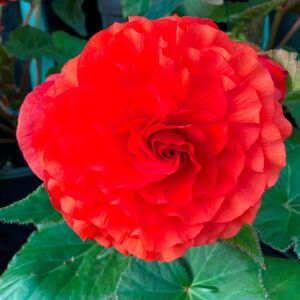 Whitehouse Nursery - Tuberous Begonia