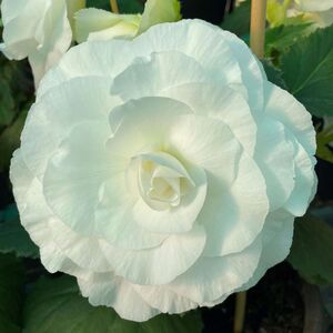 Whitehouse Nursery - Tuberous Begonia