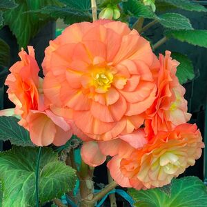 Whitehouse Nursery - Tuberous Begonia