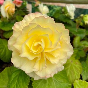 Whitehouse Nursery - Tuberous Begonia