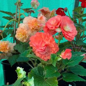 Whitehouse Nursery - Tuberous Begonia