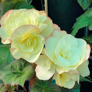 Whitehouse Nursery - Tuberous Begonia