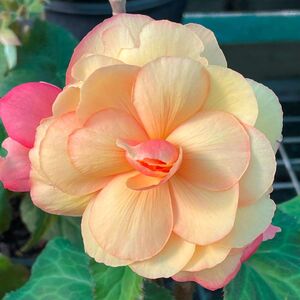 Whitehouse Nursery - Tuberous Begonia