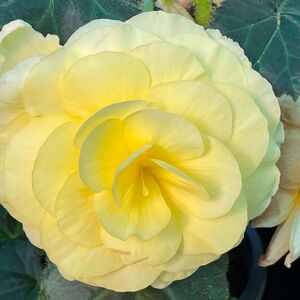 Whitehouse Nursery - Tuberous Begonia