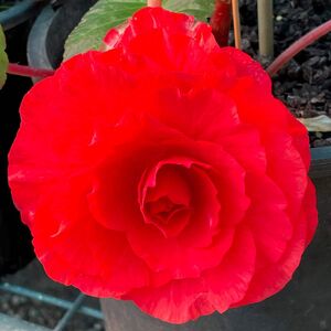 Whitehouse Nursery - Tuberous Begonia