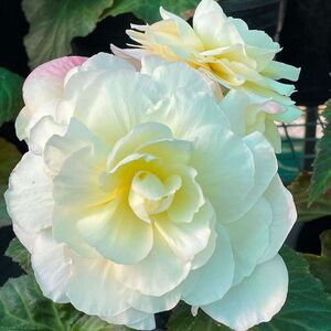 Whitehouse Nursery - Tuberous Begonia