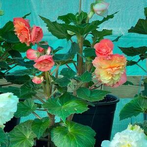 Whitehouse Nursery - Tuberous Begonia