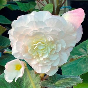 Whitehouse Nursery - Tuberous Begonia