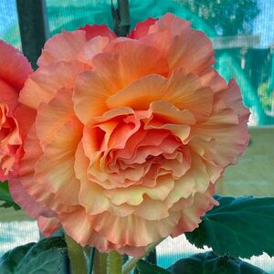 Whitehouse Nursery - Tuberous Begonia