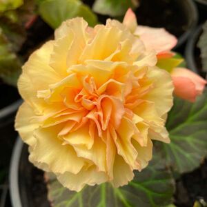 Whitehouse Nursery - Tuberous Begonia