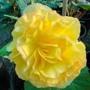 Whitehouse Nursery - Tuberous Begonia