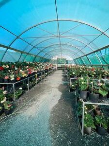 Whitehouse Nursery - Tuberous Begonia